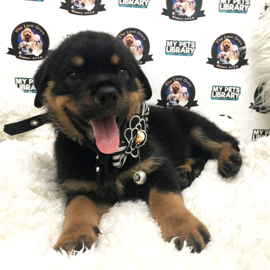 Big Bone Rottweiler (Female) Puppy Sale