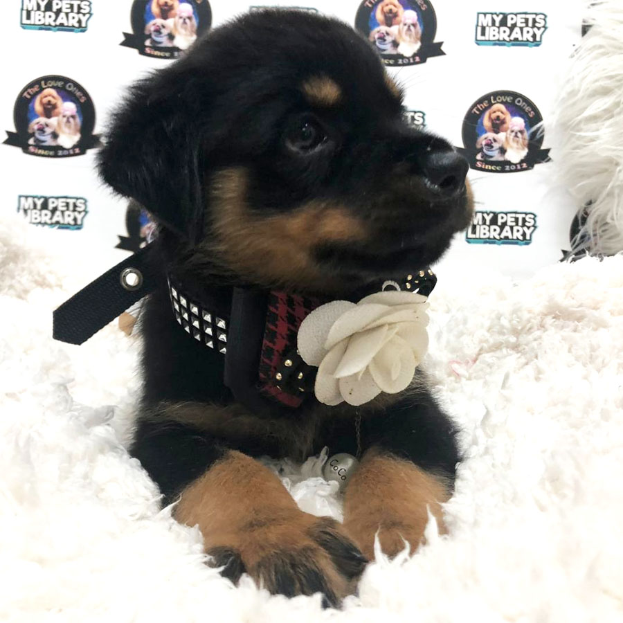 Big Bone Rottweiler (Female) Puppy Sale
