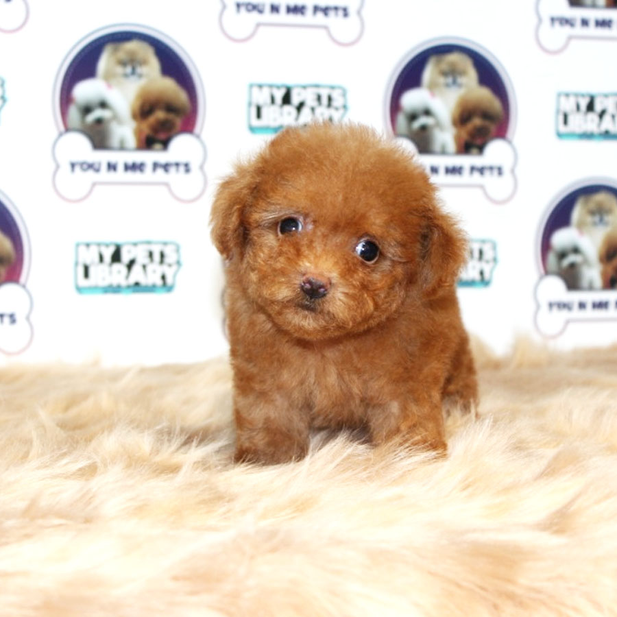 Teacup Poodle Puppy (Male) For Sale