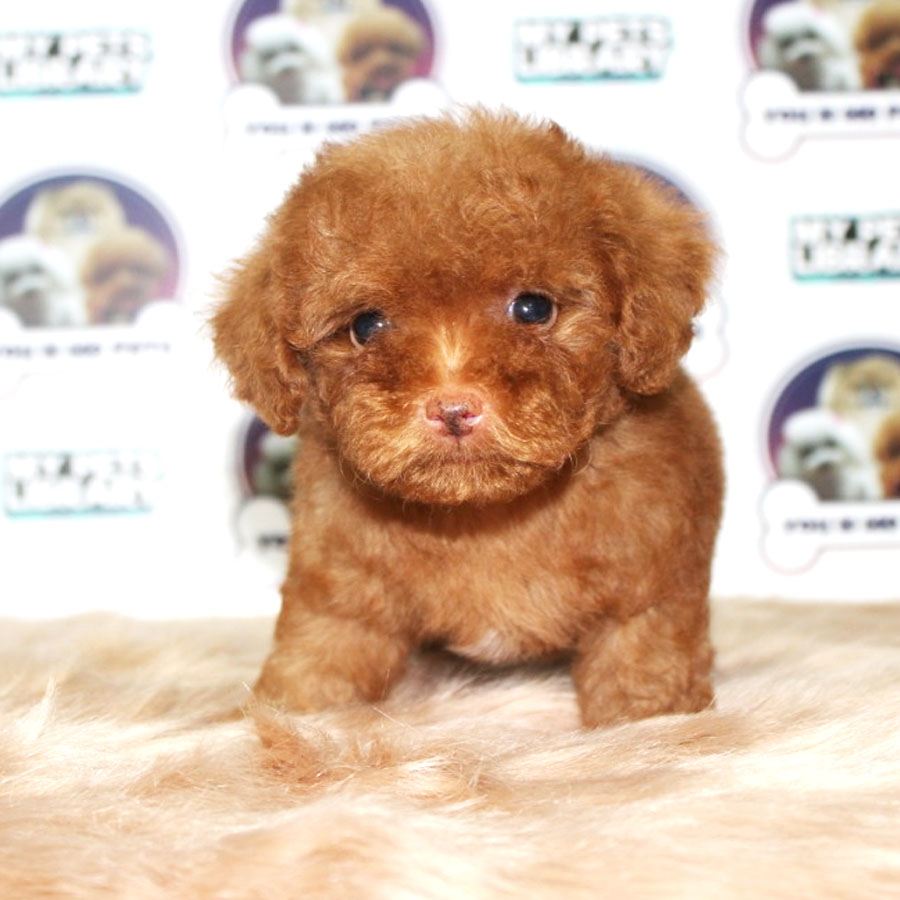 Tiny Toy Poodle Puppy ( Male ) For Sale