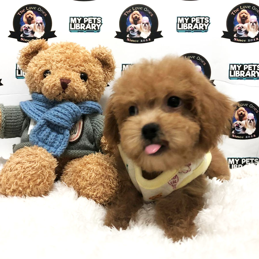 Toy Poodle Puppy (Female) For Sale