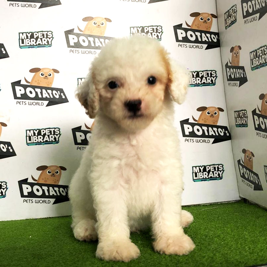 Toy Poodle Puppy (Male) For Sale