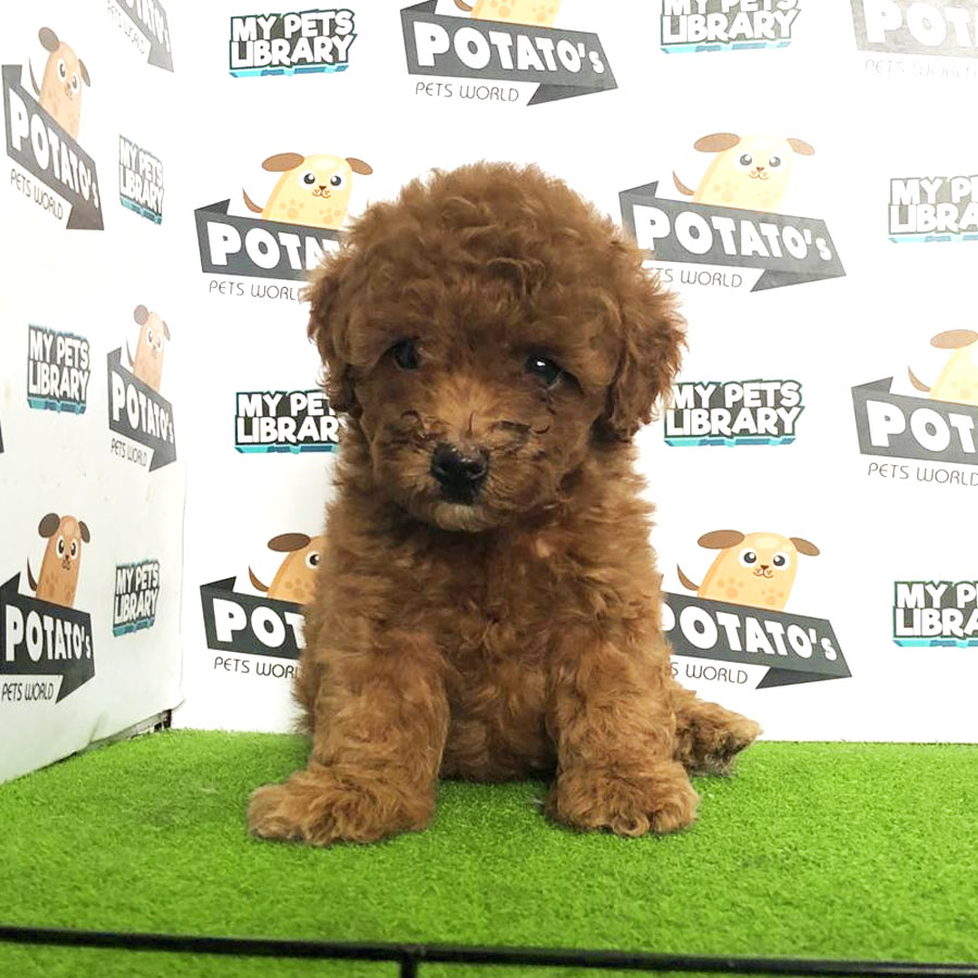 Toy Poodle Puppy (Male) For Sale