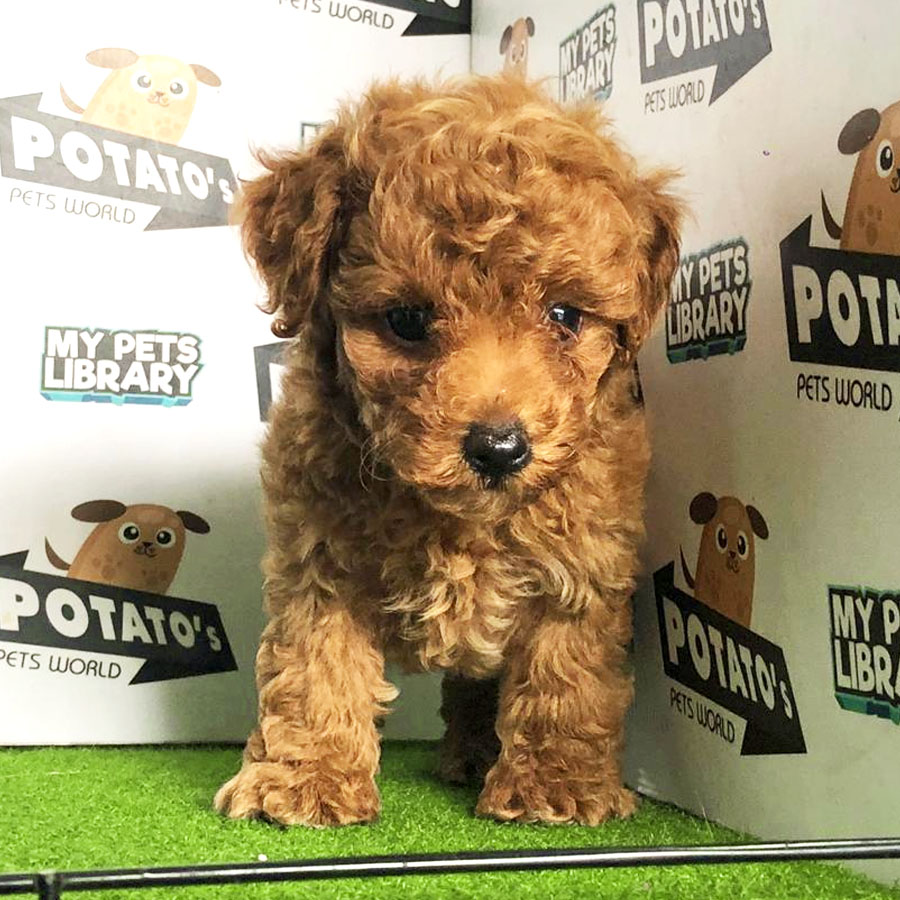 Toy Poodle Puppy (Male) For Sale