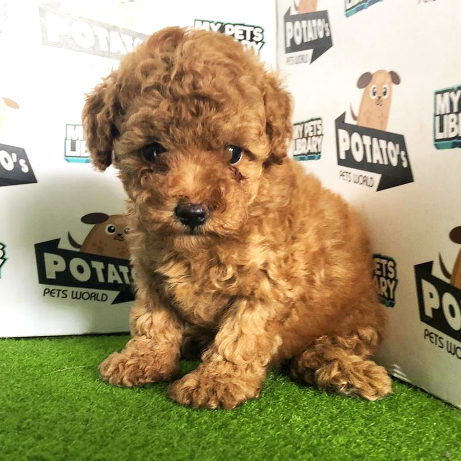 Toy Poodle Puppy (Female) For Sale