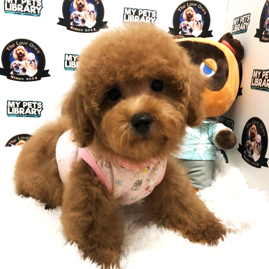 Toy Poodle Puppy (Female) For Sale