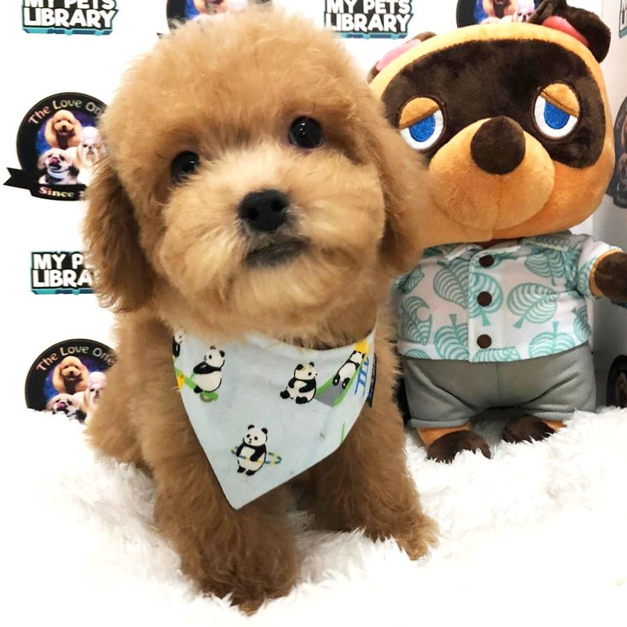 Toy Poodle Puppy (Male) For Sale