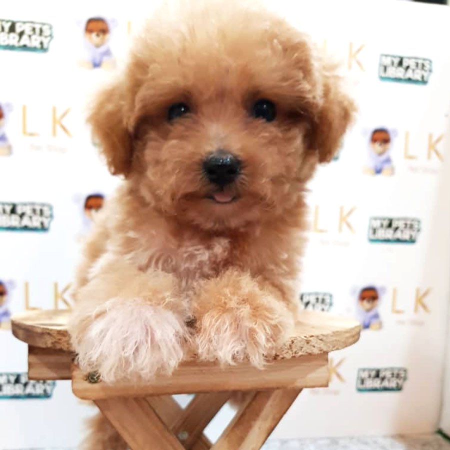 Toy Poodle Puppy (Female) For Sale