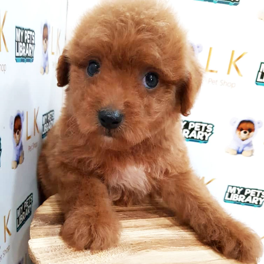 Toy Poodle Puppy (Male) For Sale