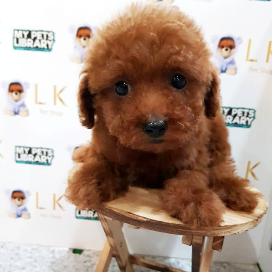 Toy Poodle Puppy (Male) For Sale
