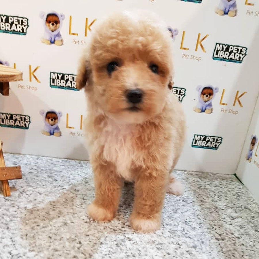 Toy Poodle Puppy (Male) For Sale
