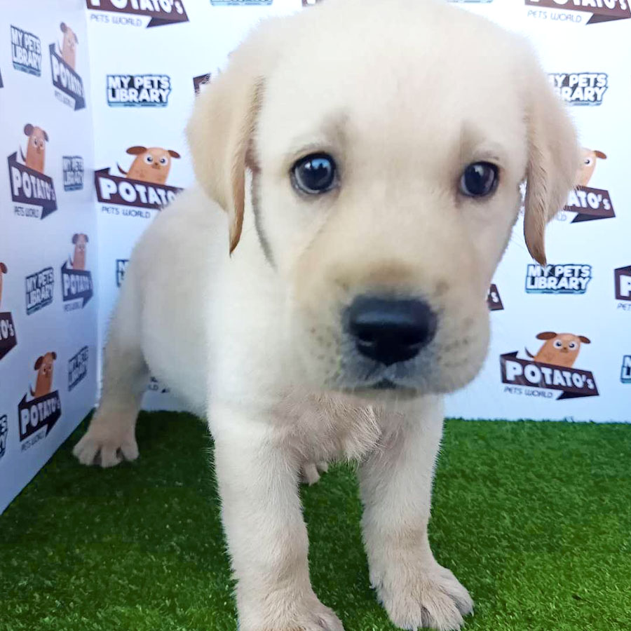 Labrador Puppy For Sale