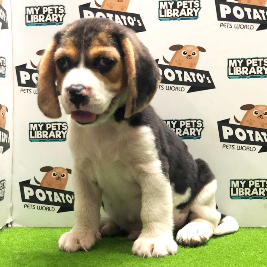 Beagle Puppy (Male) For Sale