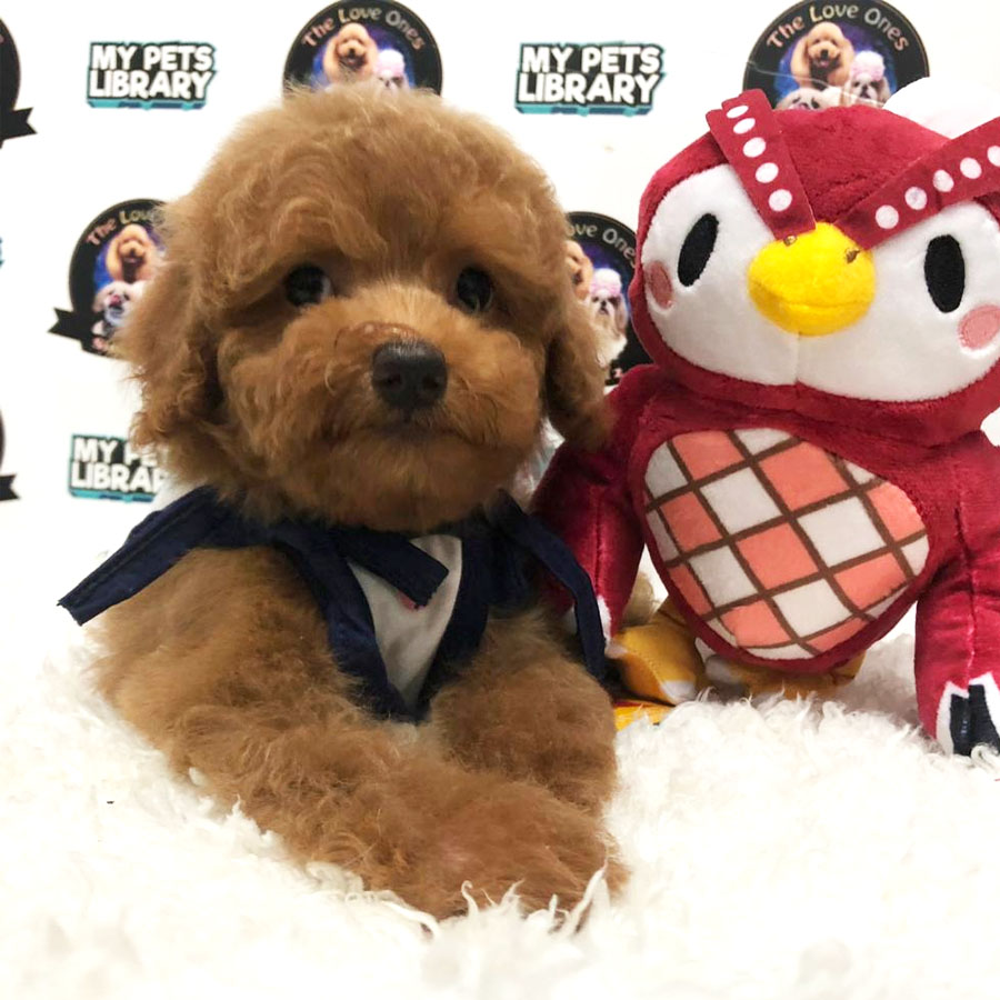 Toy Poodle Puppy (Female) For Sale