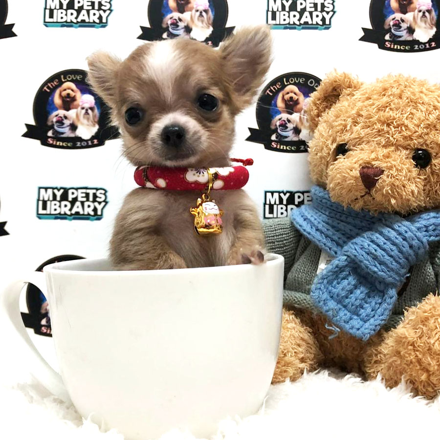 Chihuahua Puppy For Sale