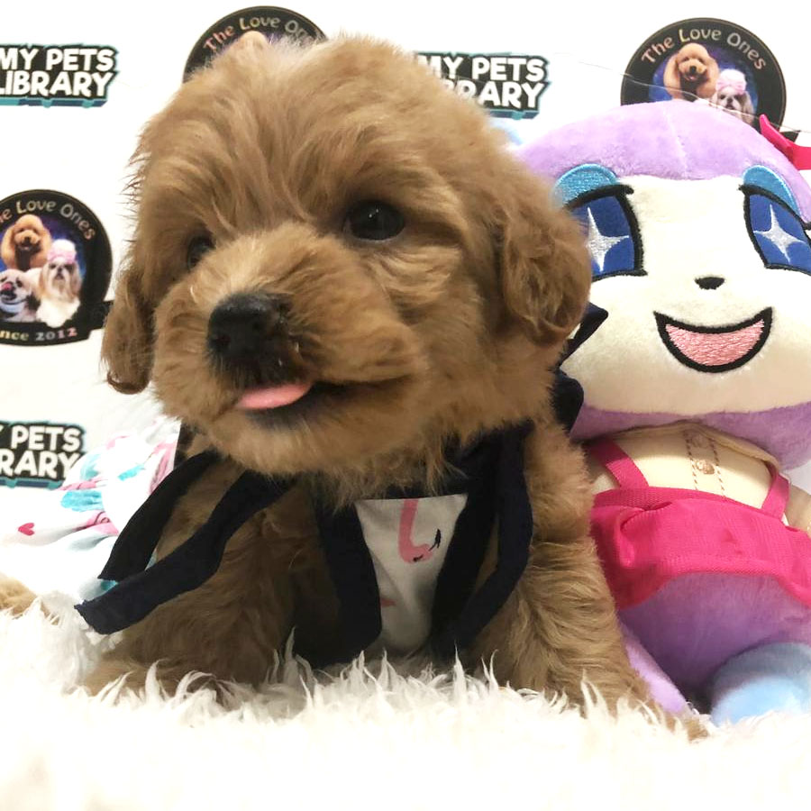 Toy Poodle Puppy (Female) For Sale