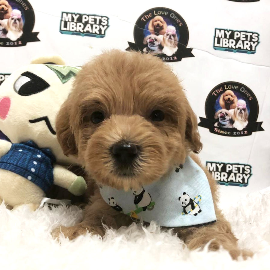 Toy Poodle Puppy (Male) For Sale