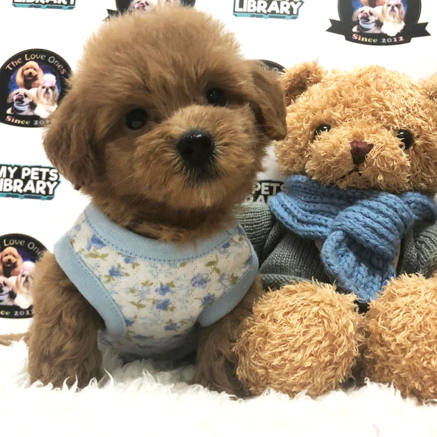 Toy Poodle Puppy (Male) For Sale