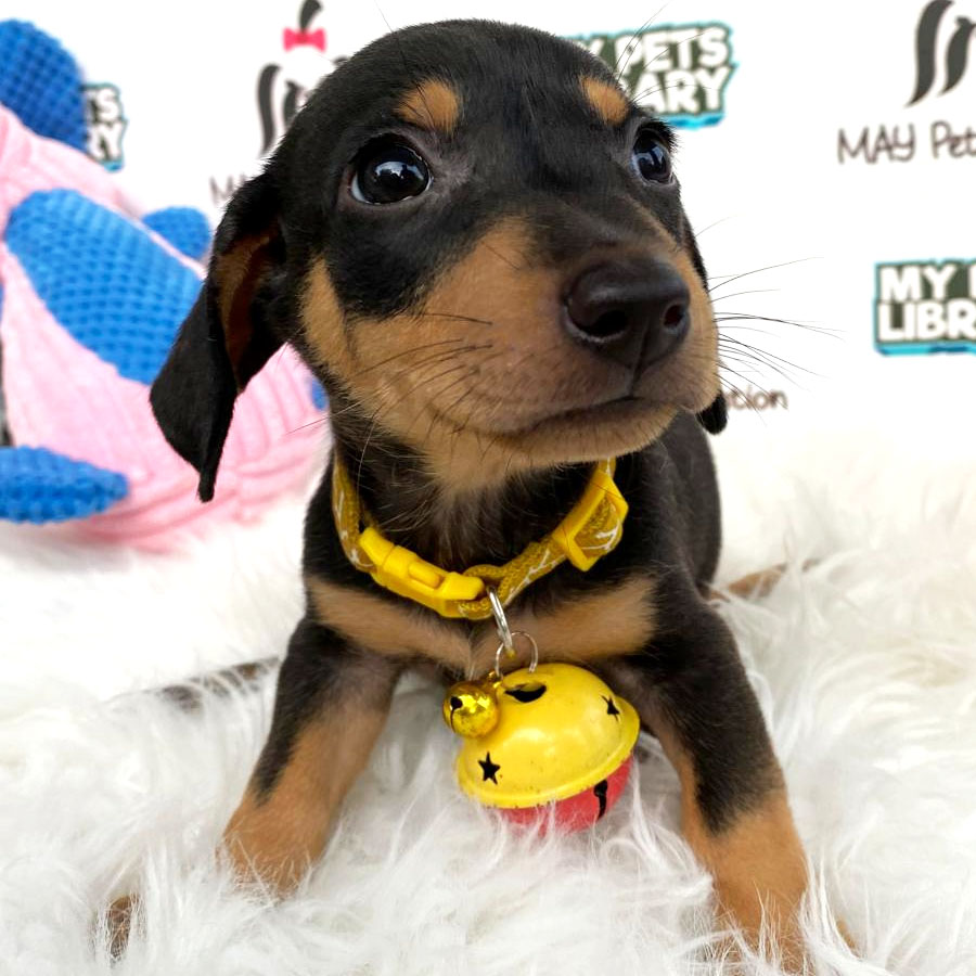 Mini Dachshund Puppy For Sale