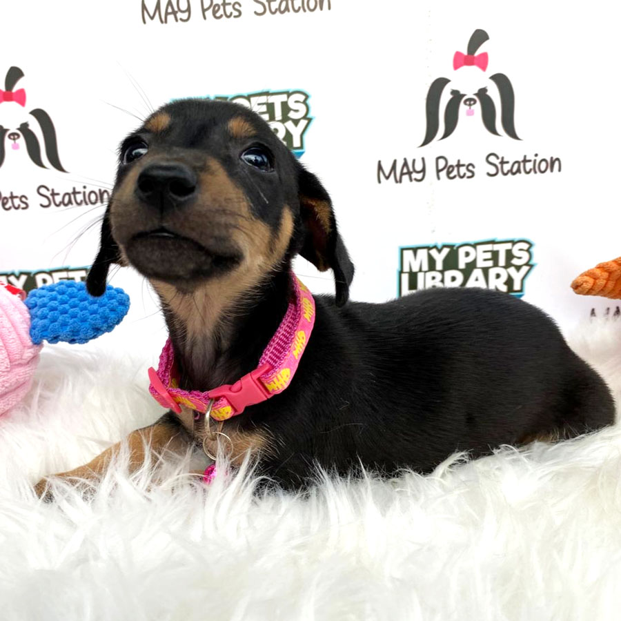 Mini Dachshund Puppy For Sale