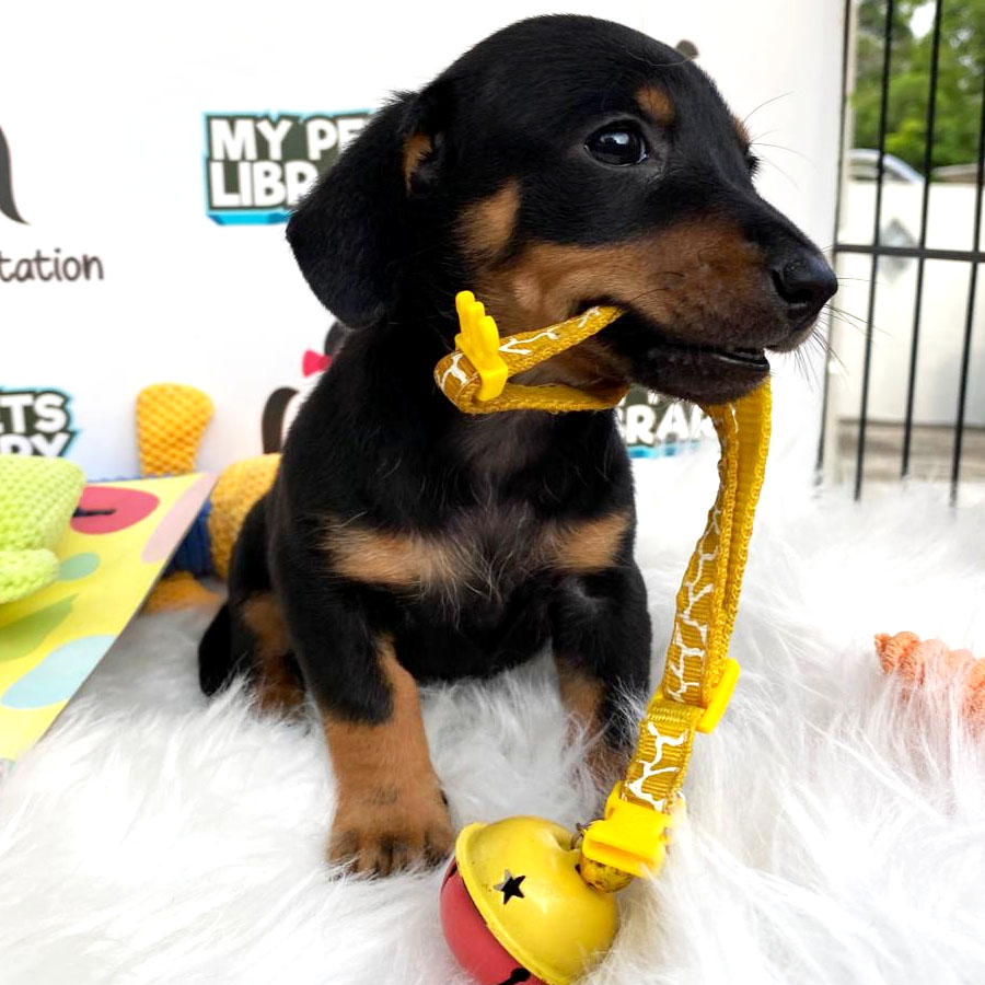 Mini Dachshund Puppy For Sale