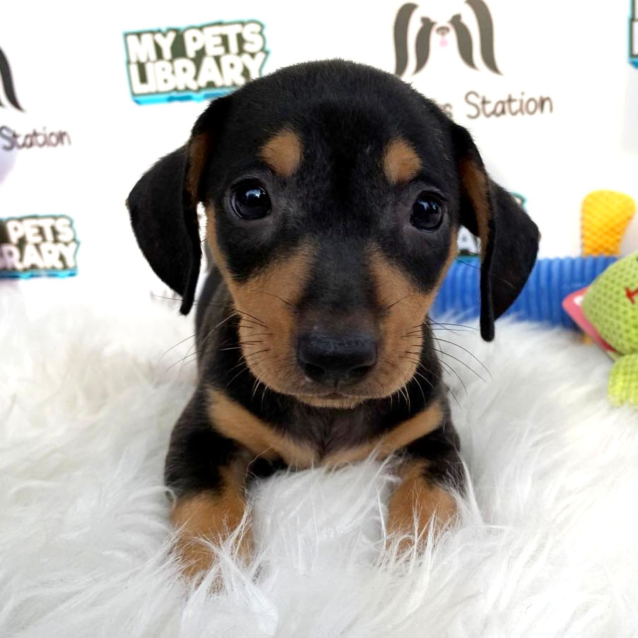 Mini Dachshund Puppy For Sale