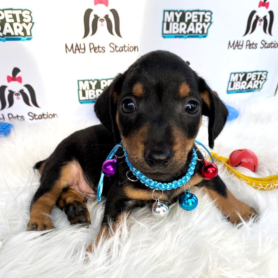 Mini Dachshund Puppy For Sale