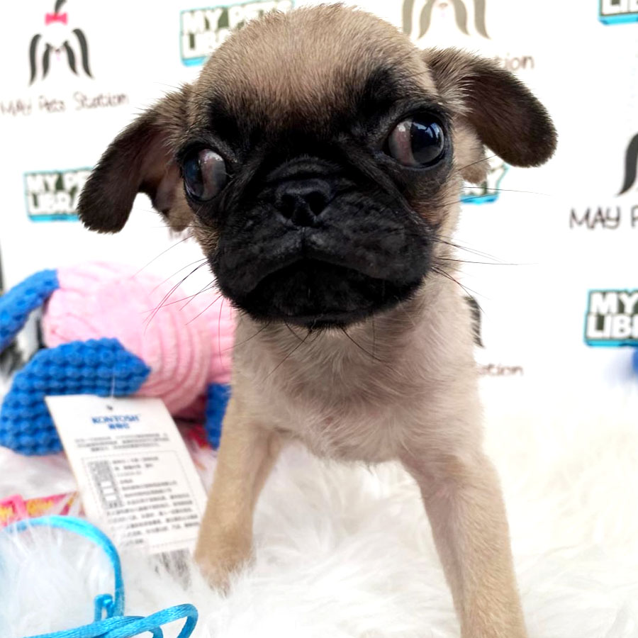 Pug Puppy (Male) For Sale
