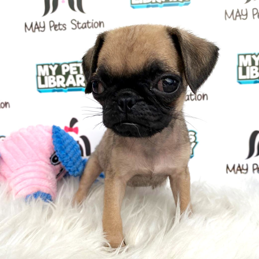 Pug Puppy (Female) For Sale