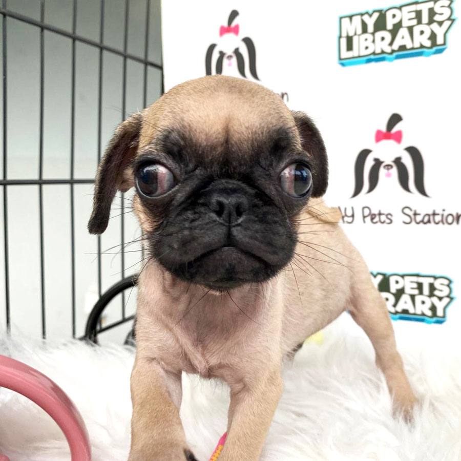Pug Puppy (Male) For Sale