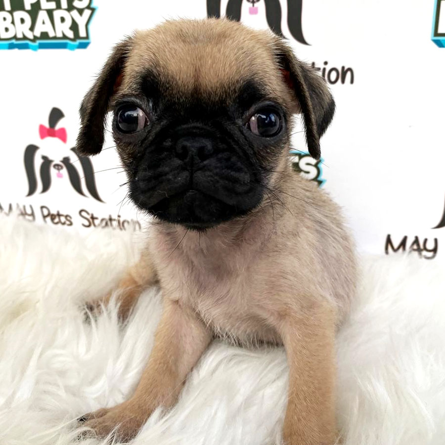 Pug Puppy (Male) For Sale