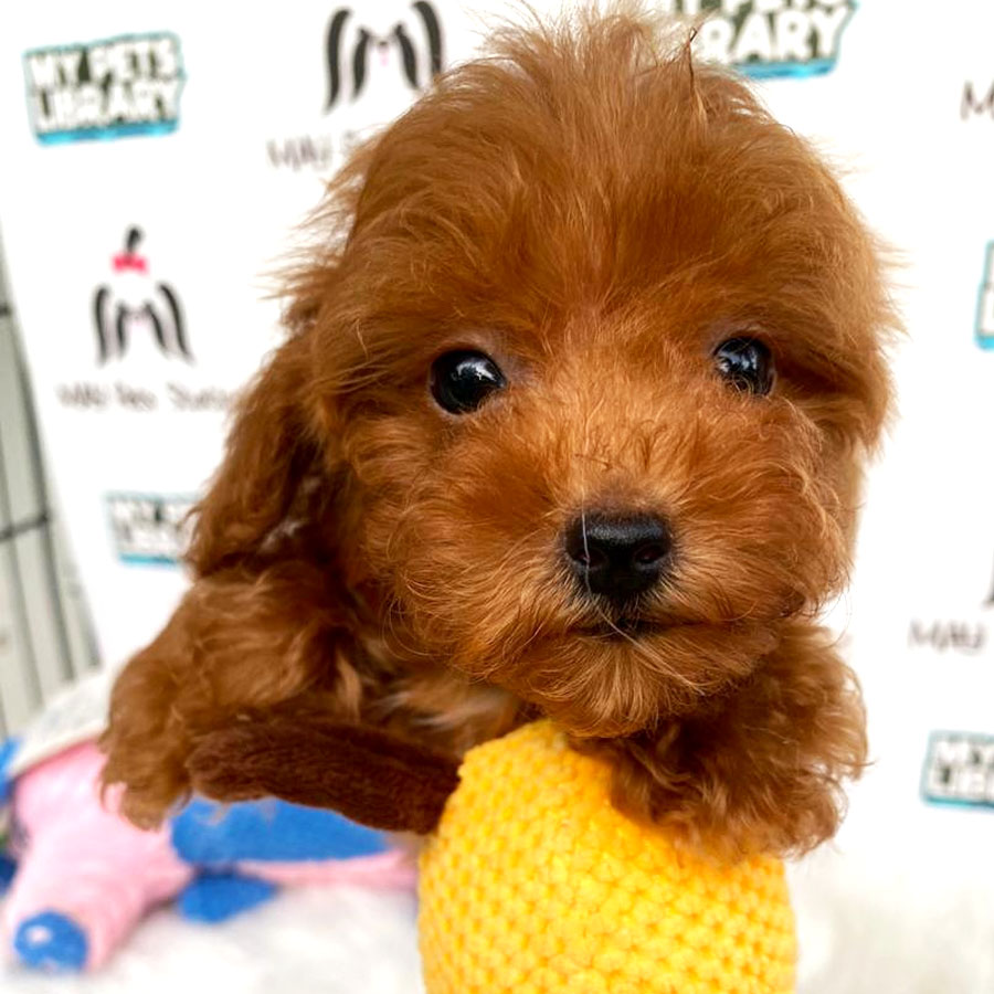 Toy Poodle Puppy (Male) For Sale