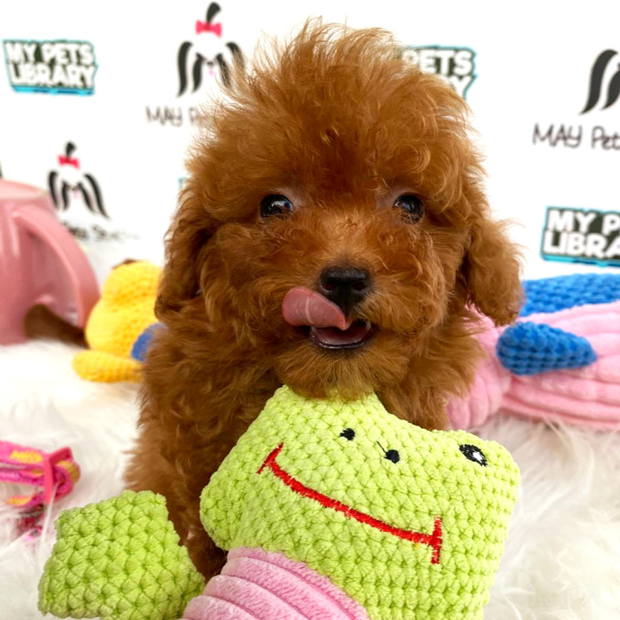 Toy Poodle Puppy (Male) For Sale
