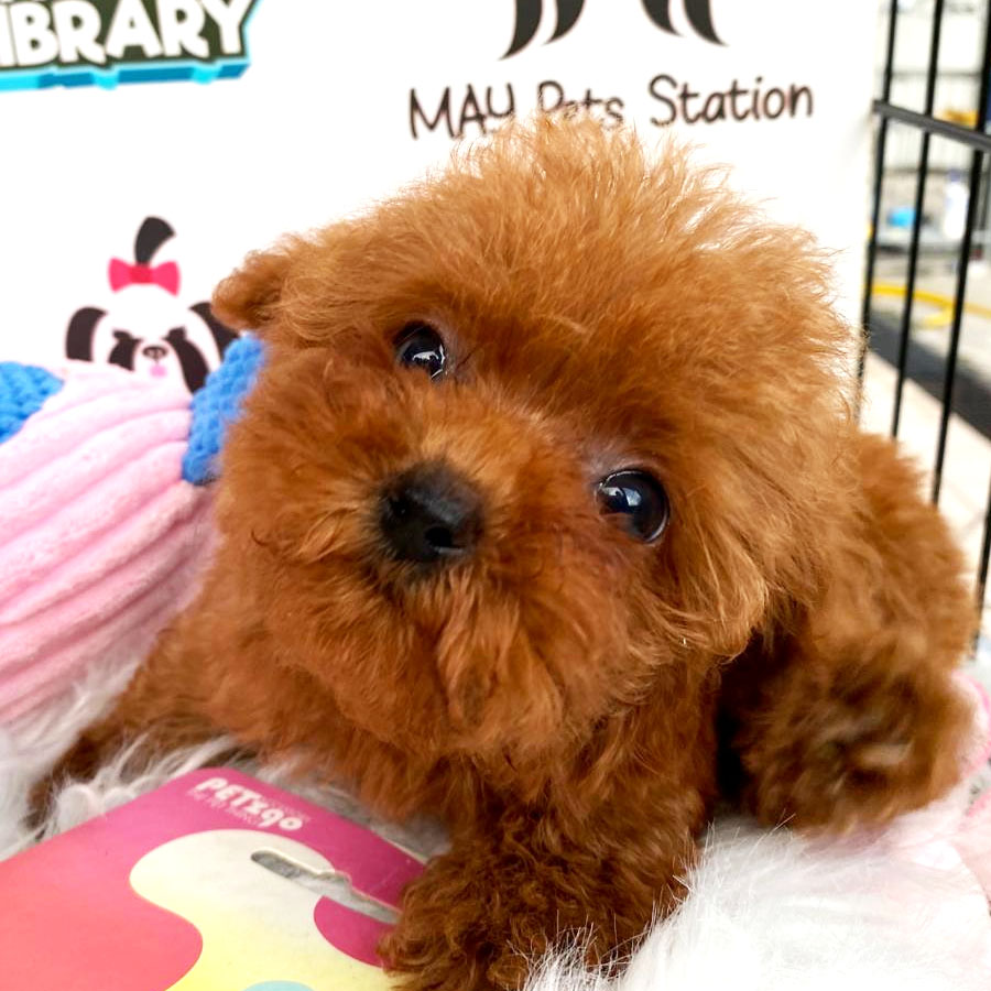 Toy Poodle Puppy (Female) For Sale