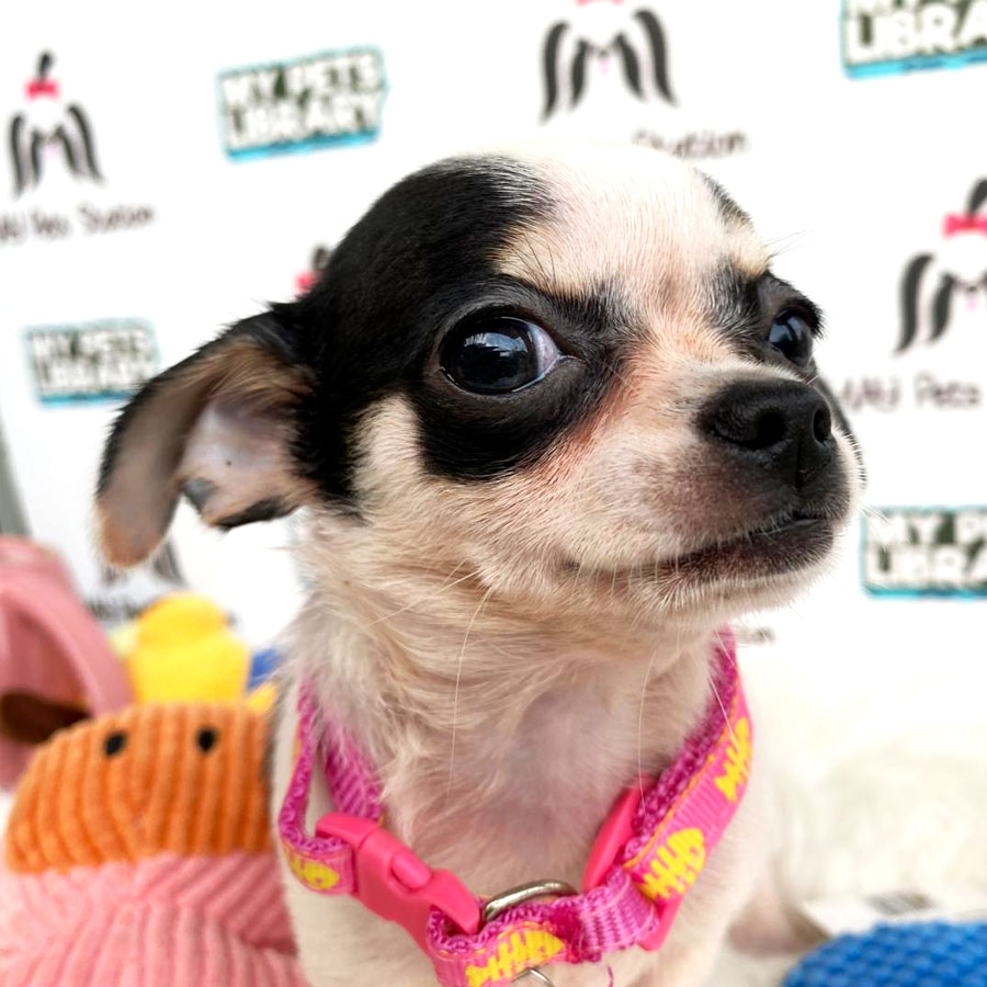 Chihuahua Puppy For Sale