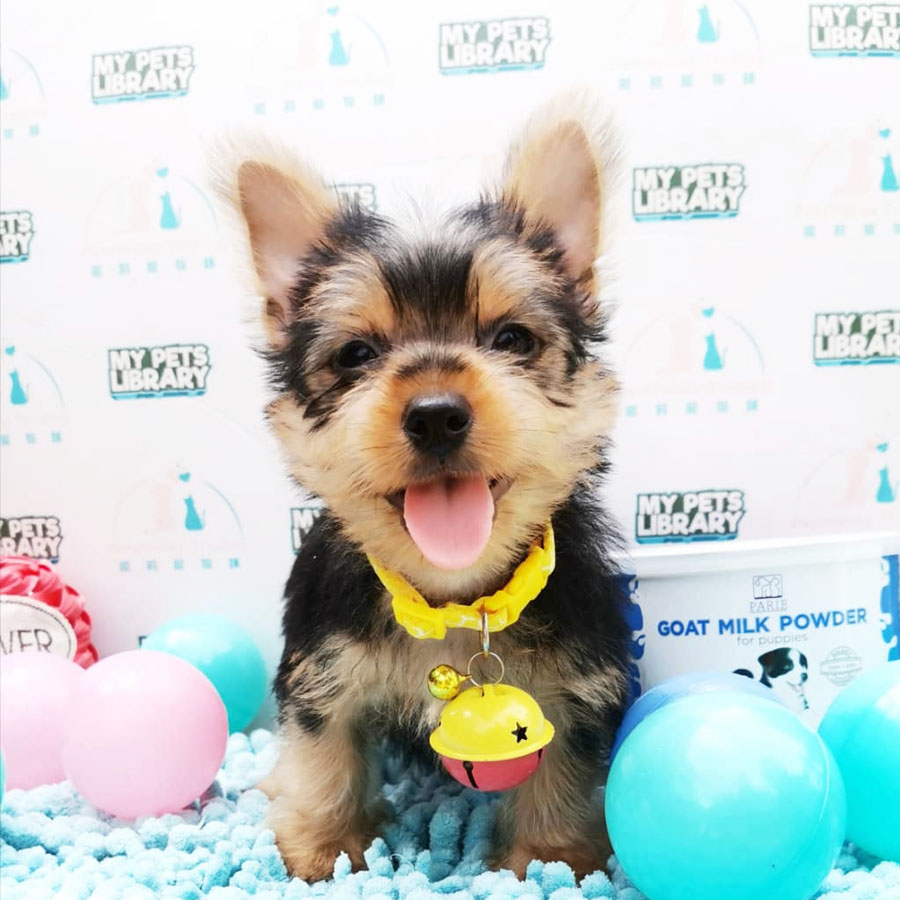 Silky Terrier Puppy (Male) For Sale
