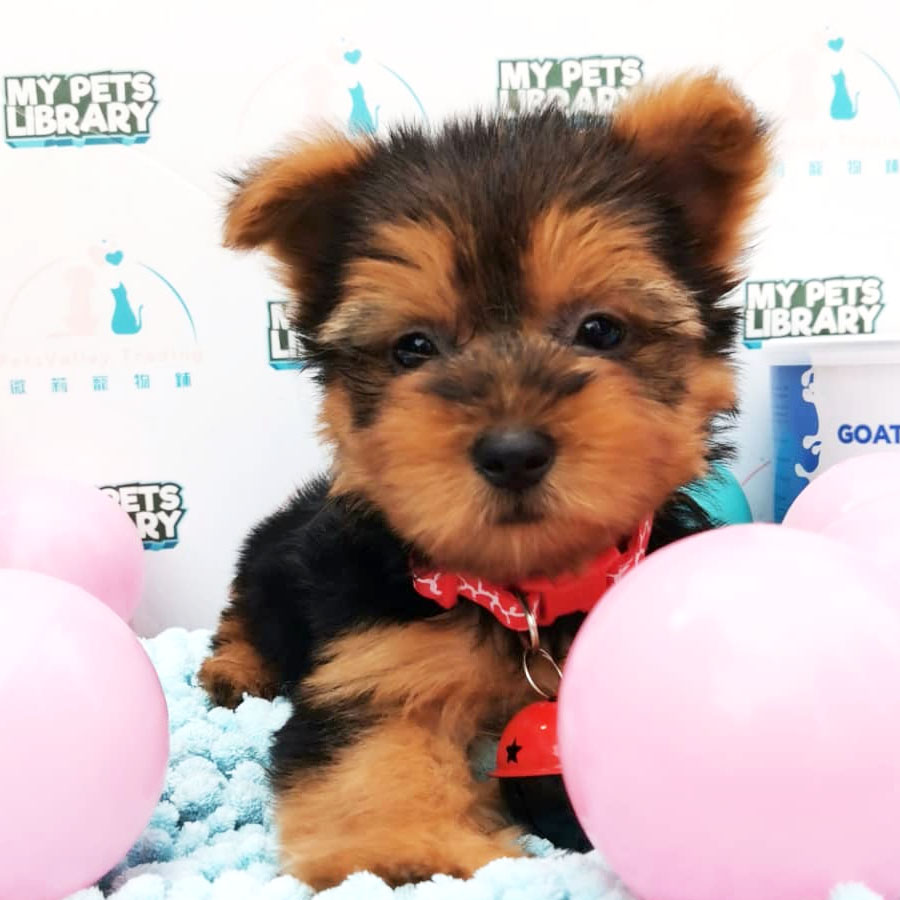 Silky Terrier Puppy (Female) For Sale