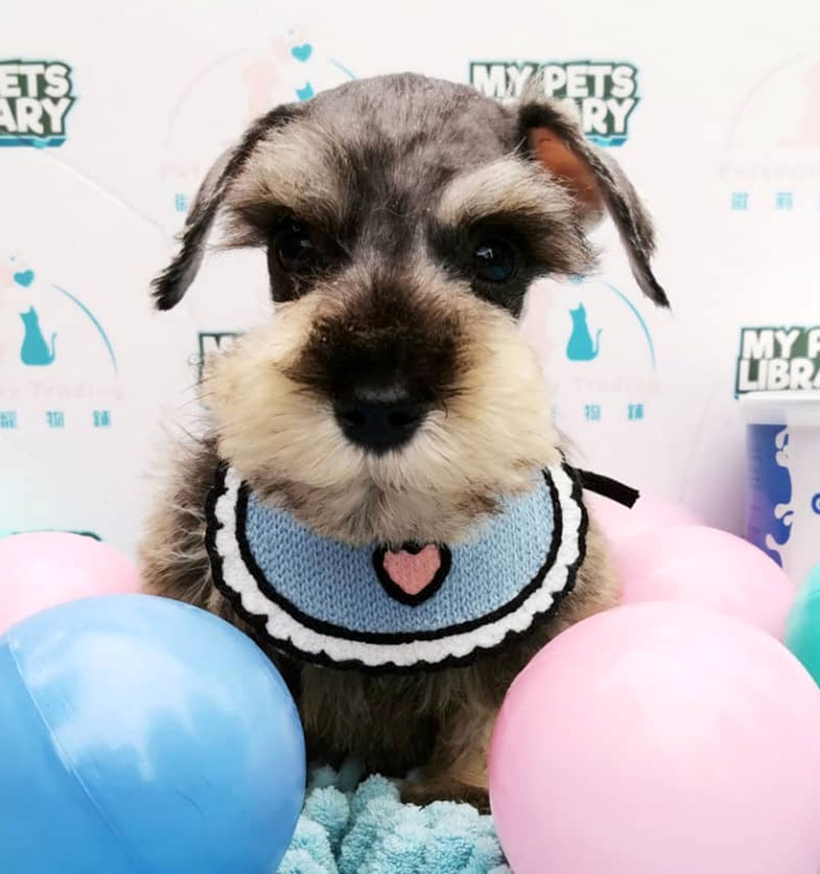Miniature Schnauzer Puppy (Male) For Sale