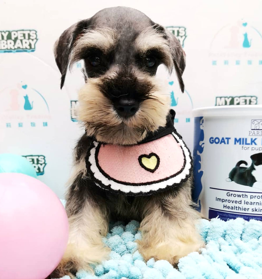 Miniature Schnauzer Puppy (Female) For Sale