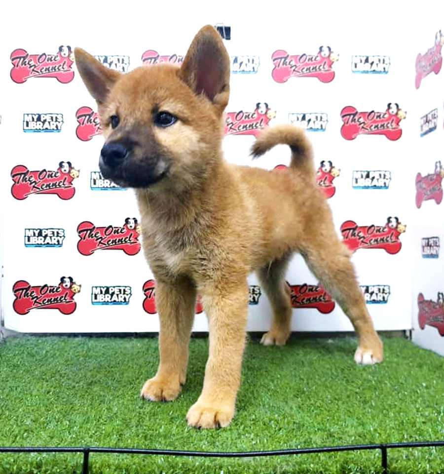 Shiba Inu Puppy For Sale