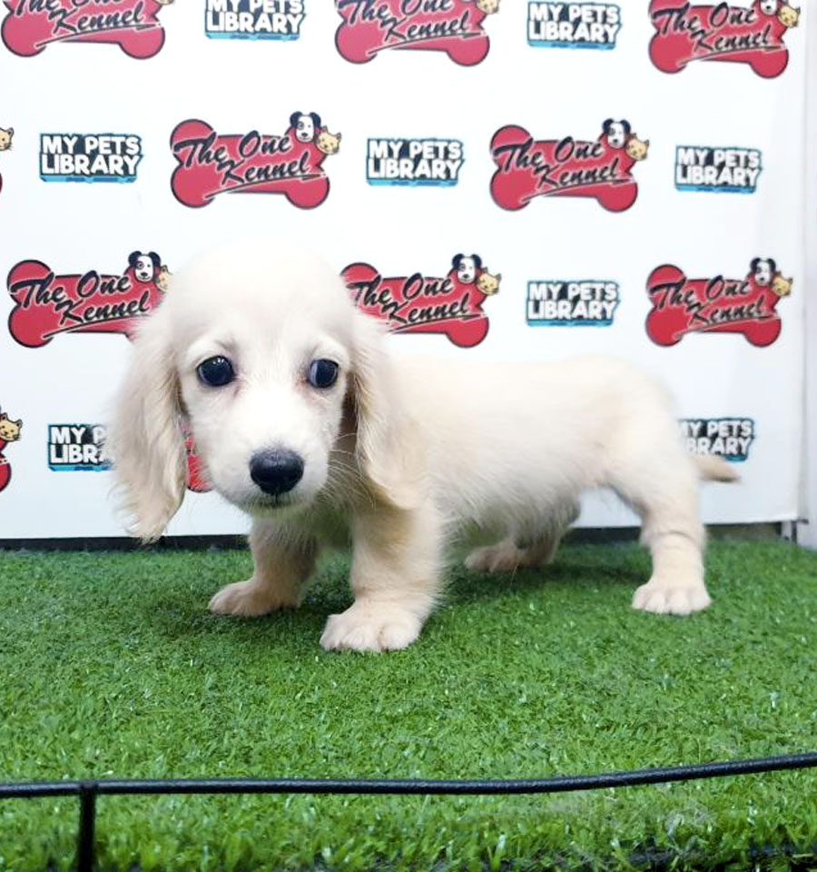 Mini Dachshund Puppy For Sale