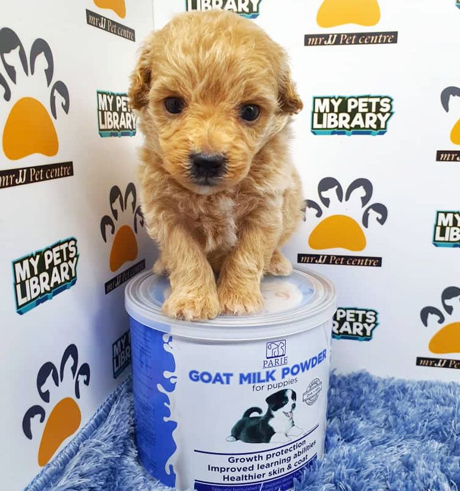Toy Poodle Puppy (Male) For Sale