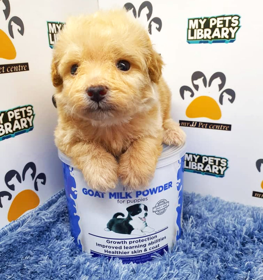 Toy Poodle Puppy (Male) For Sale