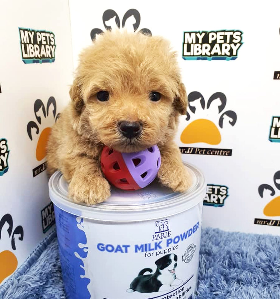Toy Poodle Puppy (Male) For Sale