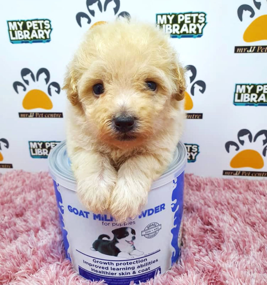 Toy Poodle Puppy (Female) For Sale