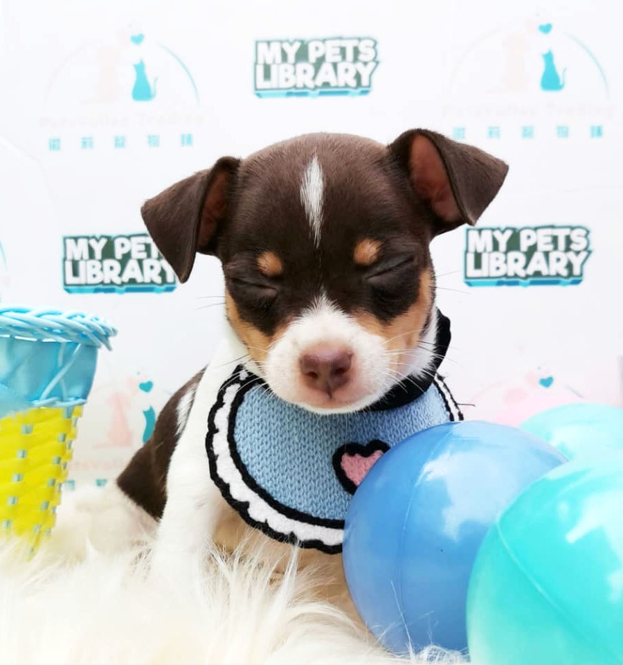 Chihuahua Puppy For Sale