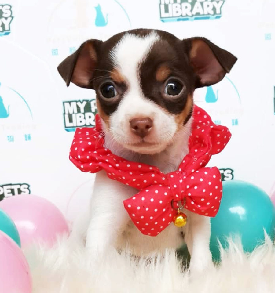 Chihuahua Puppy For Sale