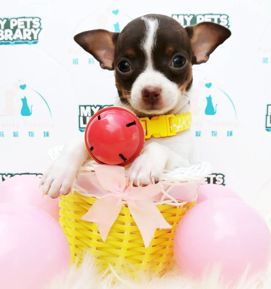 Chihuahua Puppy For Sale
