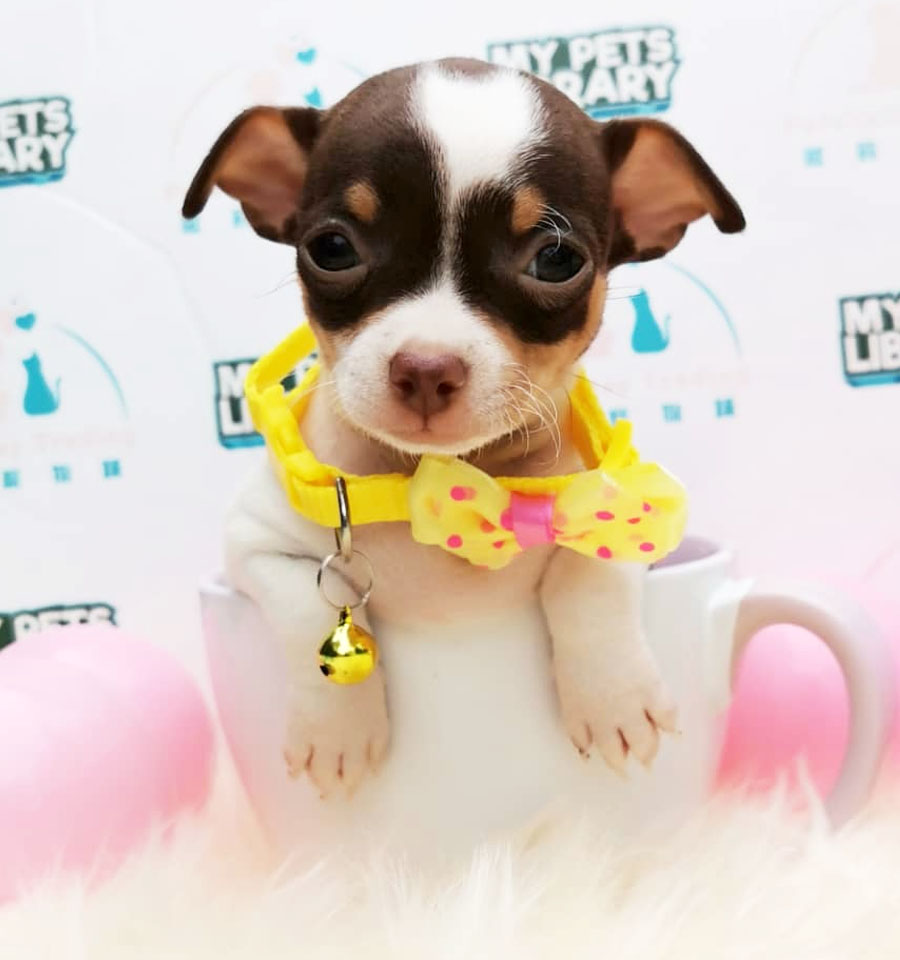 Chihuahua Puppy For Sale