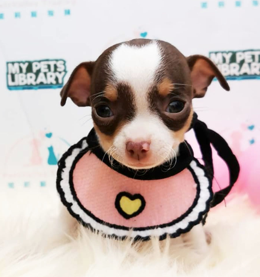 Chihuahua Puppy For Sale